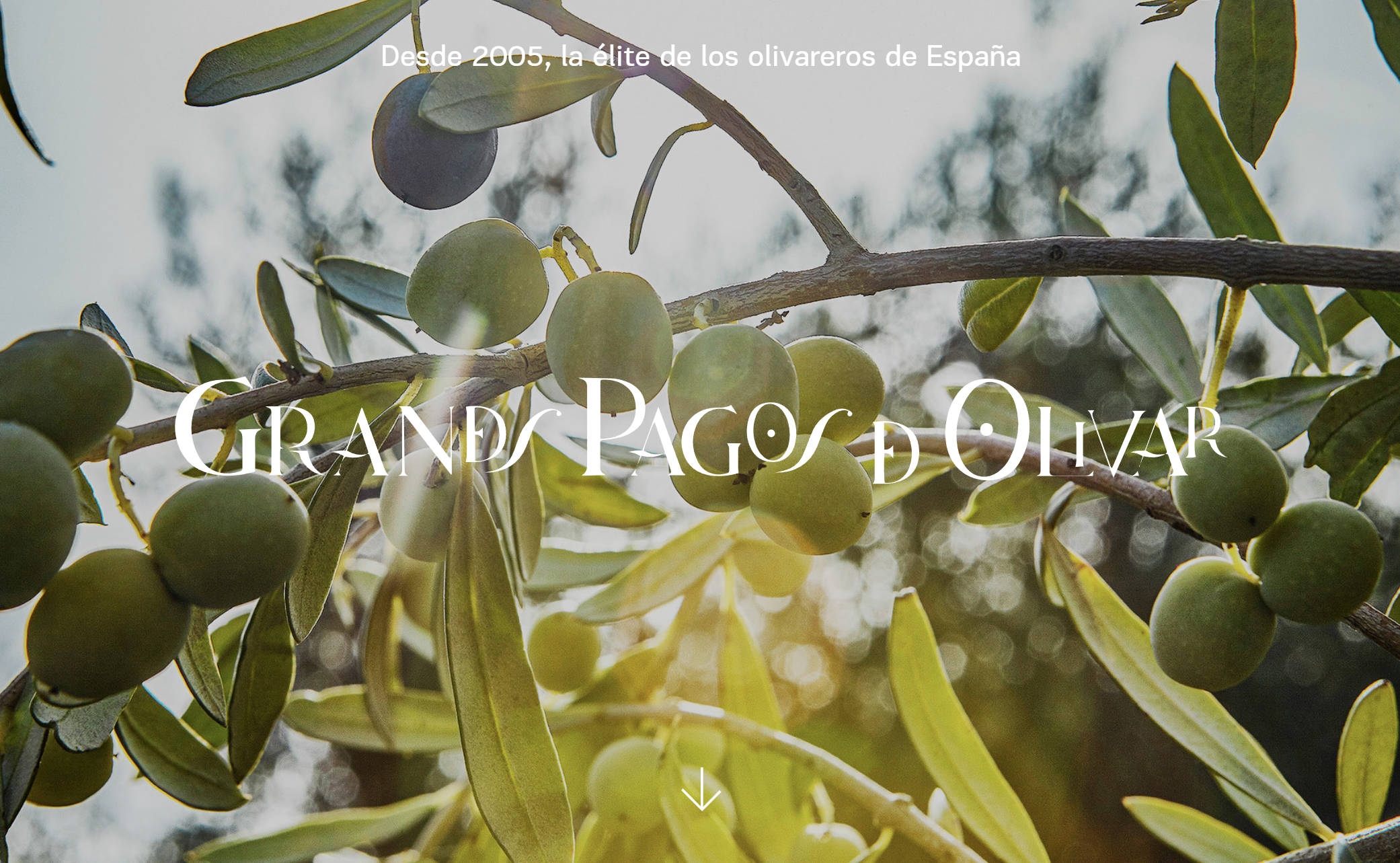 Grandes pagos de olivar